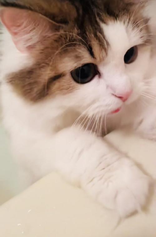 バスタブに両手をついて鳴くミヌエット