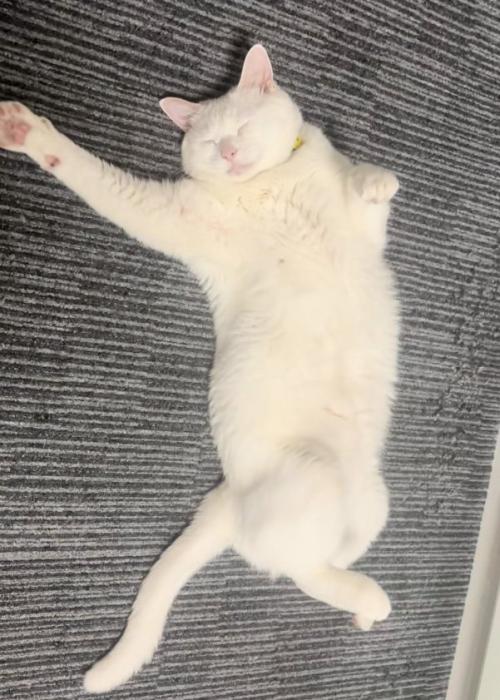 寝る猫