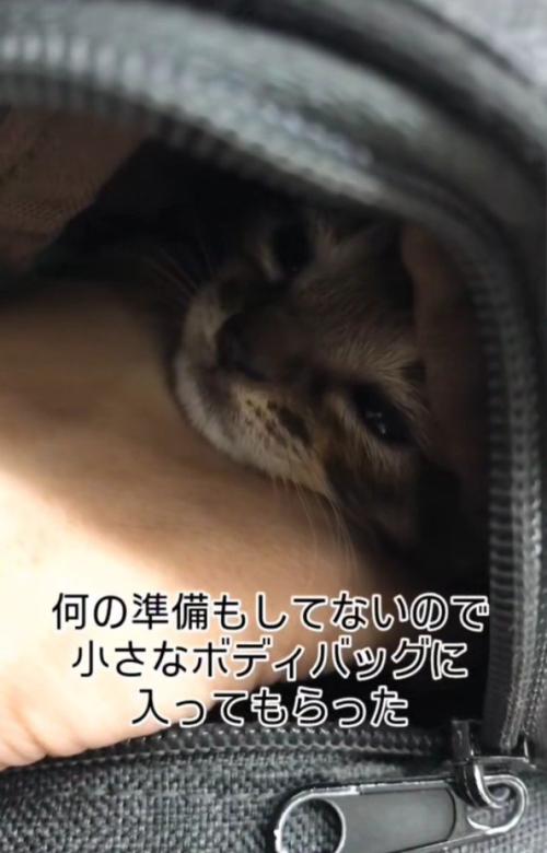 バッグに入った子猫