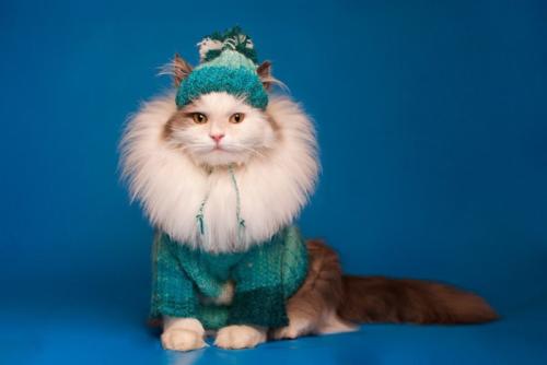 洋服を着た猫