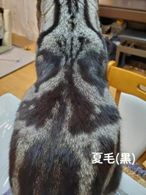 グレーと黒の猫の背中
