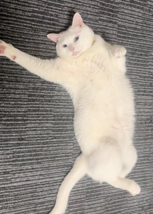 起きてる猫