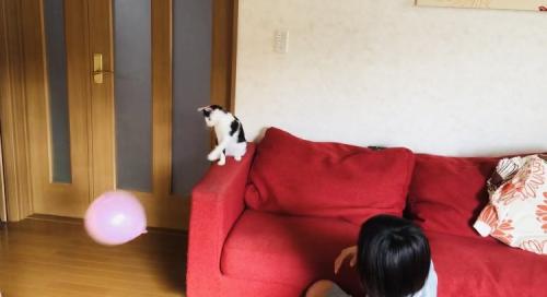 風船でバレーボールをする2人の男の子とハチワレ猫