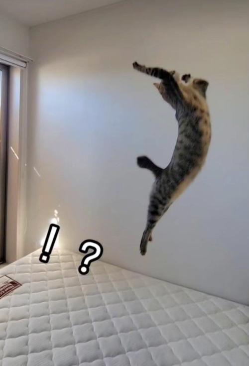 ジャンプしている猫