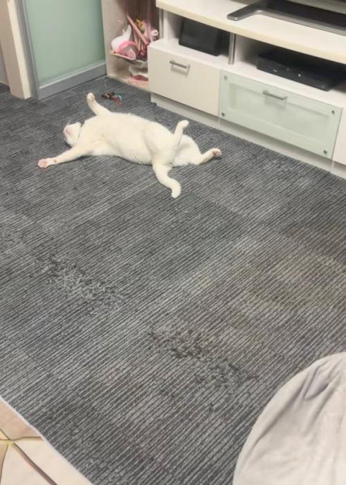 転がる猫