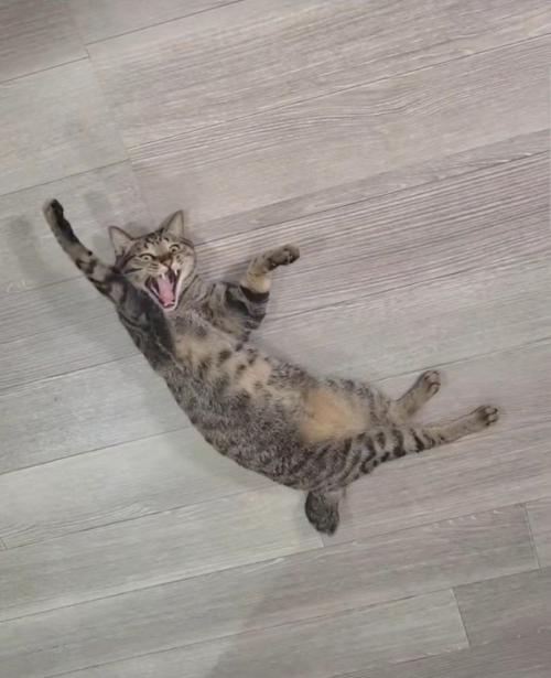 大きく口を開けている猫