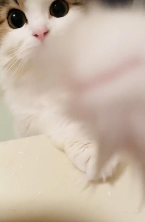 入浴中の飼い主さんのほうに手を伸ばすミヌエット