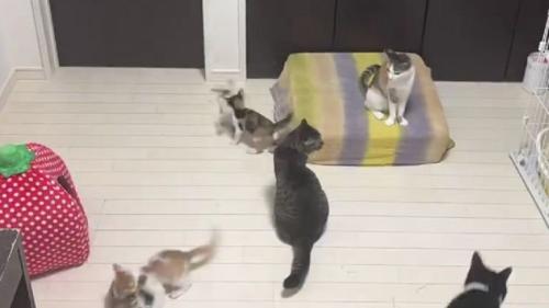 室内で過ごしている猫たち