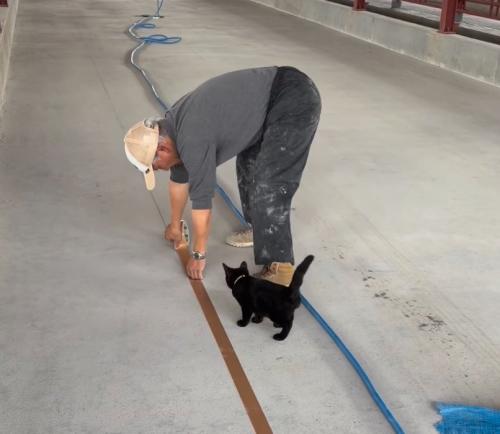 作業を見つめる子猫