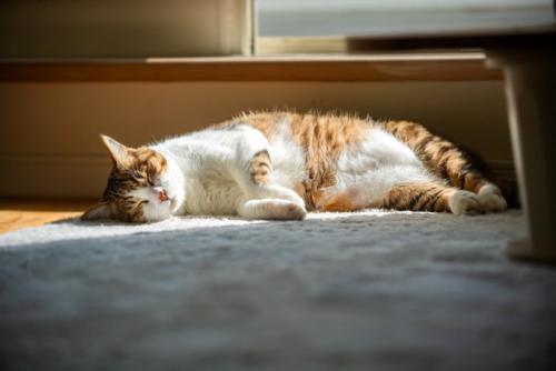 日向ぼっこする猫