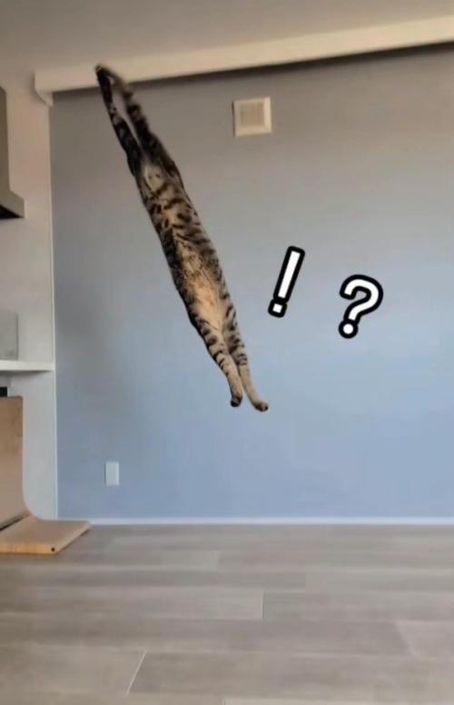 ジャンプしている猫