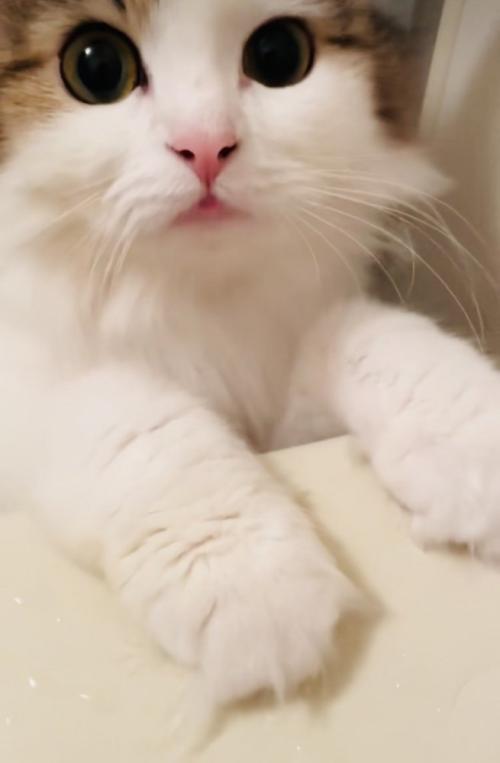 バスタブに両手をついて鳴くミヌエット