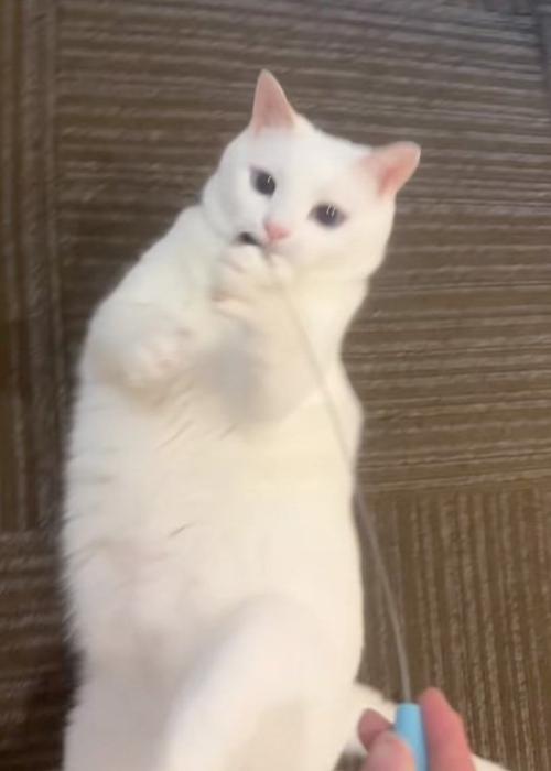捕まえる猫