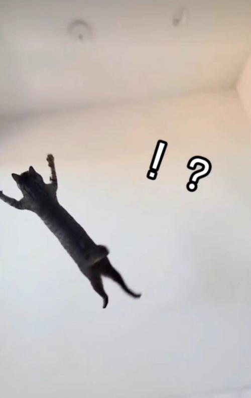 ジャンプしている猫