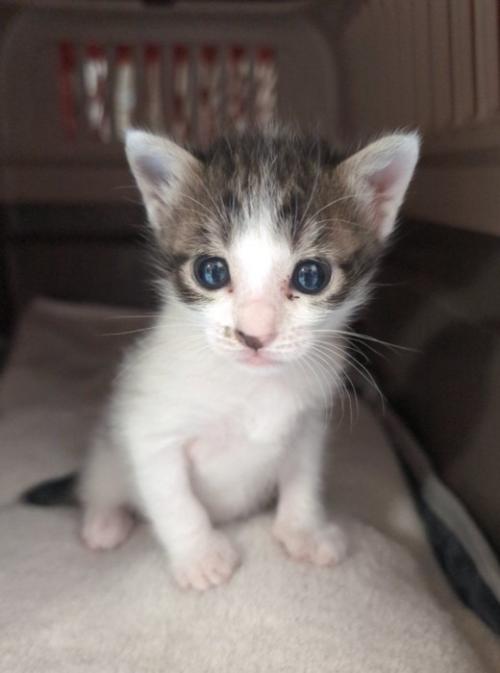 キャリーの中にいる猫