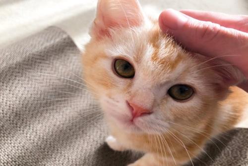 撫でられて見上げる子猫