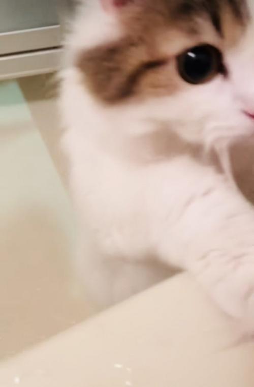 バスタブに両手をついて入浴中の飼い主さんを見るミヌエット