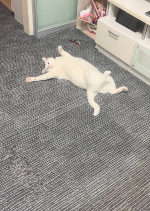 目を向ける猫