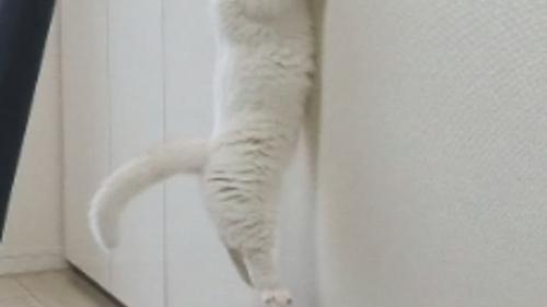 ぶら下がっている猫