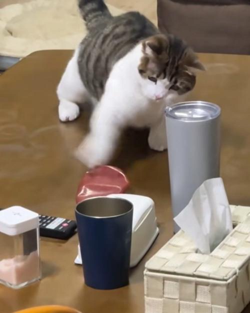 また猫パンチをするねこ