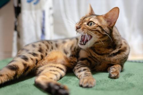 人を怖がる猫