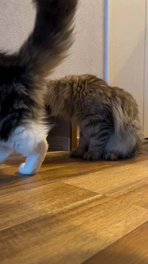 猫用通路の前に座るキジトラ柄の猫