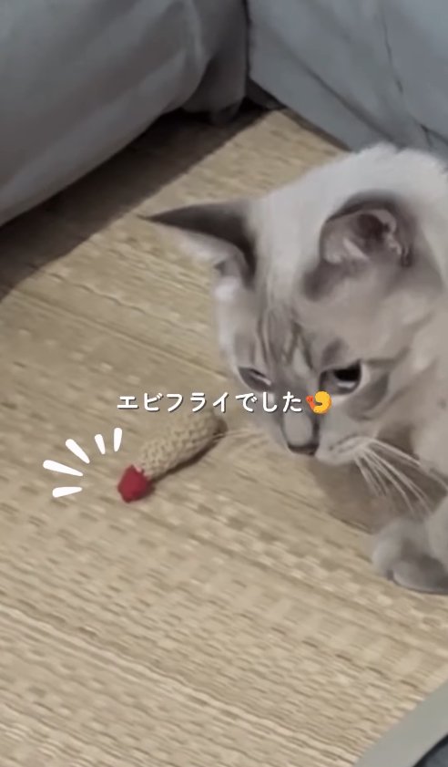 エビフライのおもちゃの前にいる猫の顔アップ