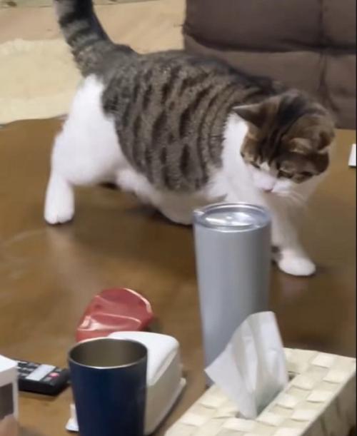 距離をとるねこ