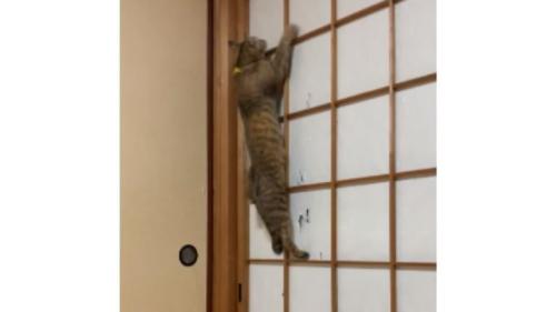 猫と障子
