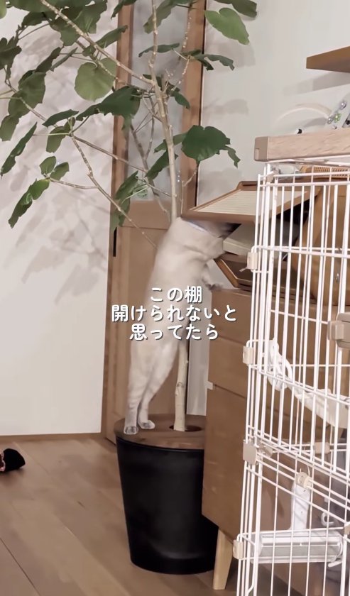 土カバーの上に立って棚を物色する猫「この棚開けられないと思ってたら」
