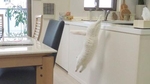 ジャンプする猫