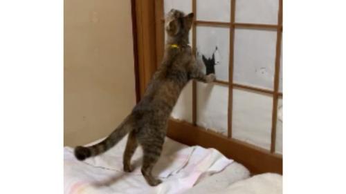 猫と障子