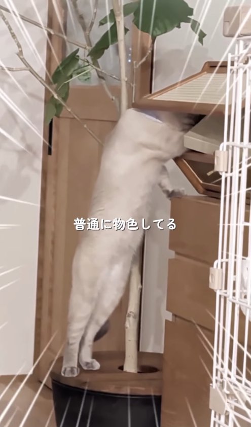土カバーの上に立って棚を物色する猫のアップ