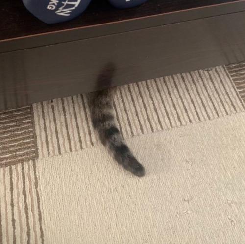 猫のしっぽ