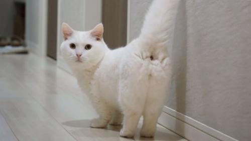 廊下を歩く猫