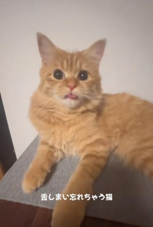 キョトンと見つめる猫