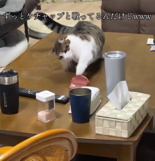 猫パンチをするねこ
