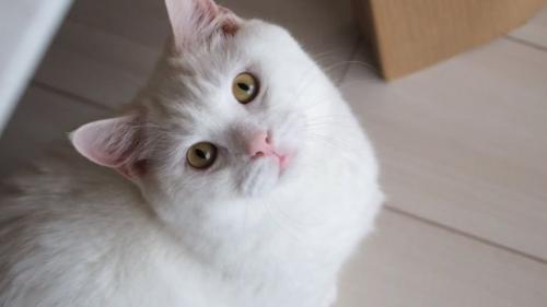 室内にいる猫