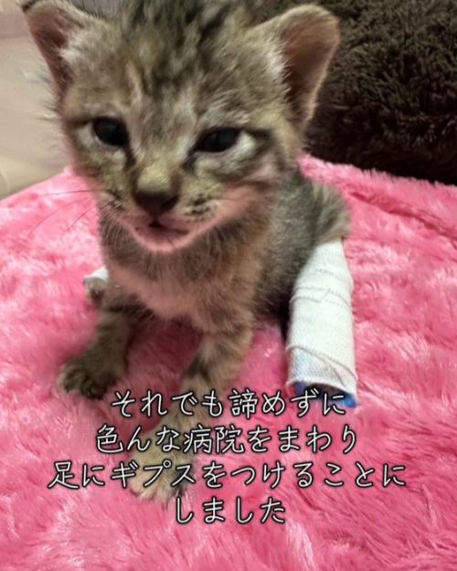 足にギプスをつけた子猫