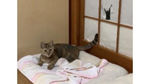 猫と障子