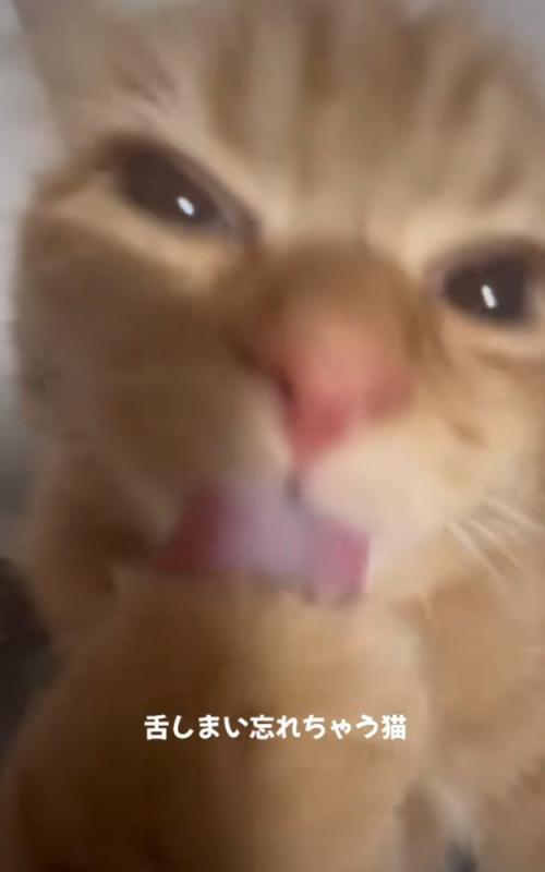 前足を舐め続ける猫
