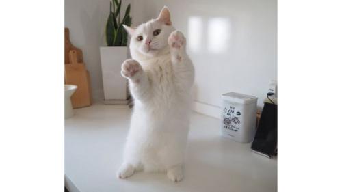 二足立ちしている猫