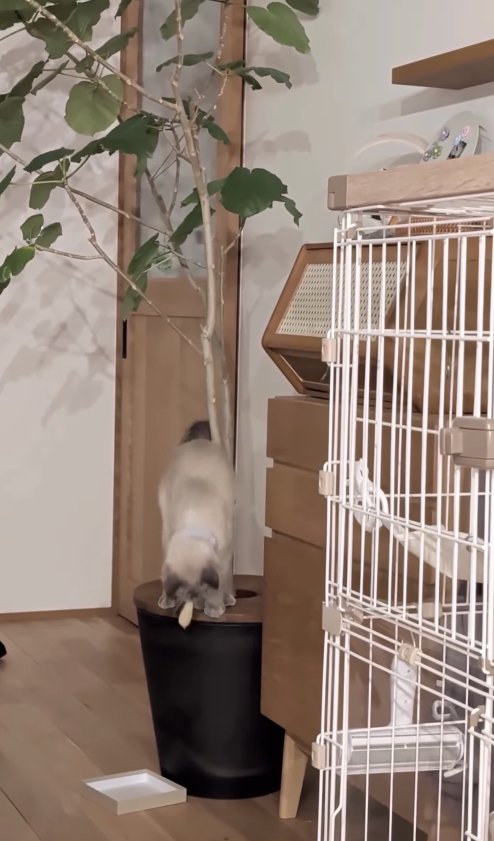 白いものをくわえて土カバーの上に立っている猫