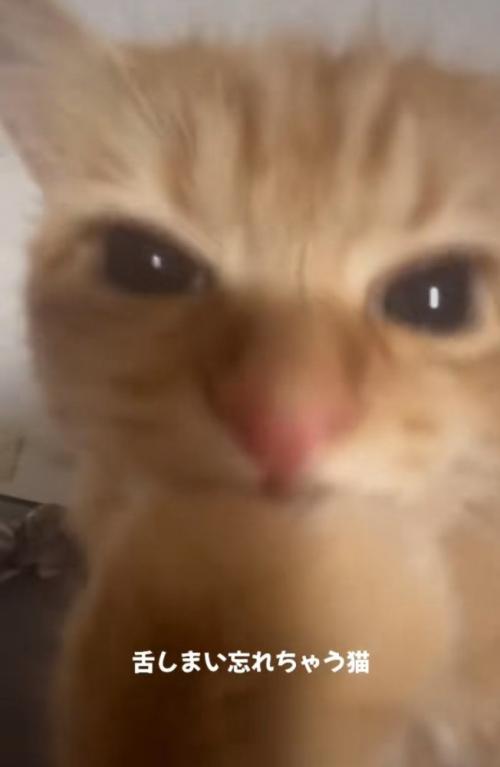 前足を甘噛みする猫