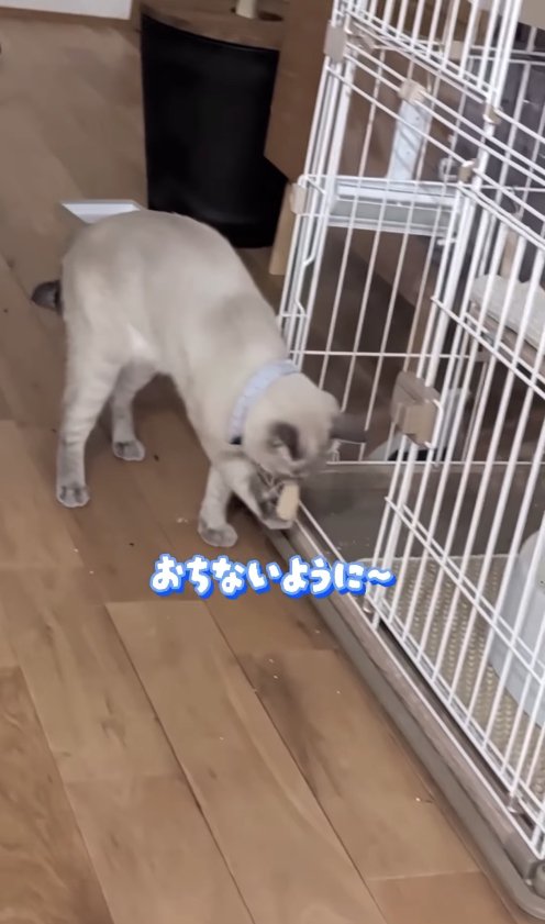 ケージの前で白いものをくわえている猫