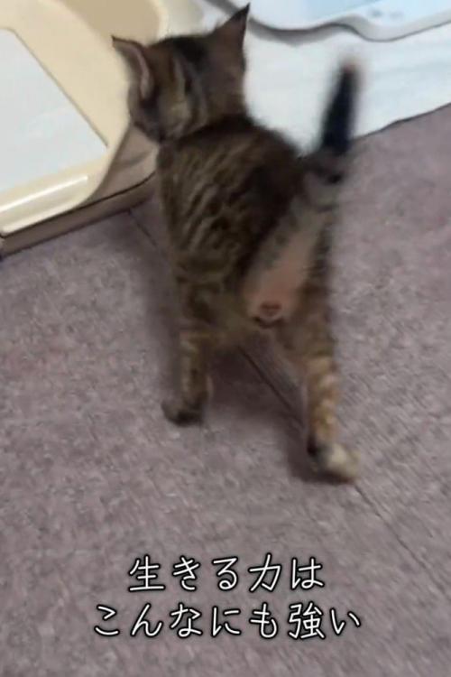 歩く子猫のおしり