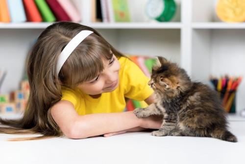 子どもと向かい合う子猫