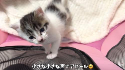 テロップ「小さな小さな声で~」