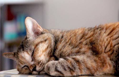 眠る猫