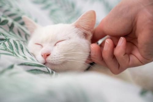 顔をなでられる子猫